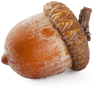Download And Use Acorn Png Clipart PNG images