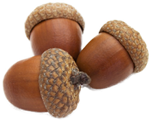 Acorn Icon Download PNG images