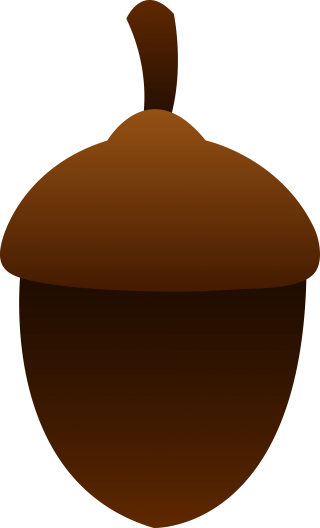 Download For Free Acorn Png In High Resolution PNG images