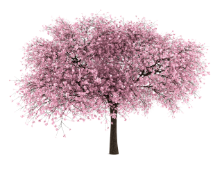 Almond Tree Png PNG images