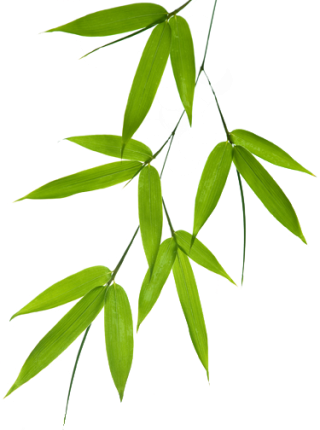 Bamboo Leaf Png PNG images