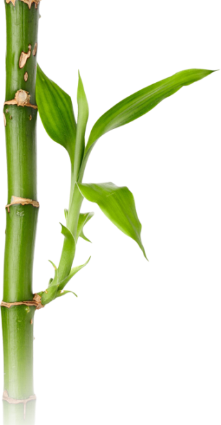 Background Bamboo Transparent PNG images