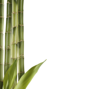 Bamboo Png Collection Clipart PNG images