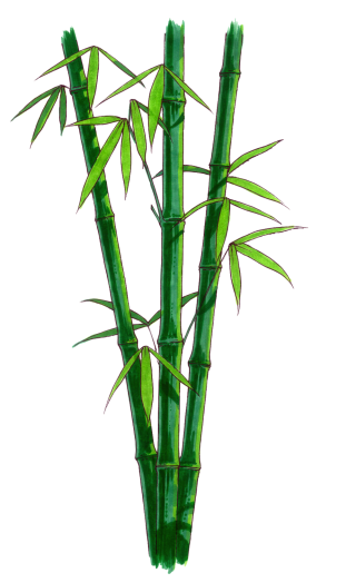 Browse And Download Bamboo Png Pictures PNG images