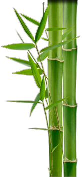 Free Download Images Bamboo PNG images