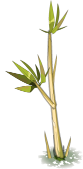 Bamboo PNG HD PNG images