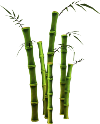 Bamboo File PNG PNG images