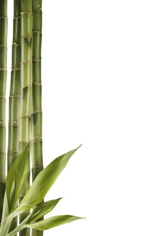 Download Images Bamboo Free PNG images