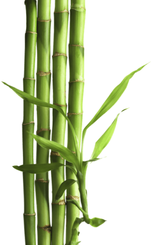 Png Images Free Bamboo Download PNG images