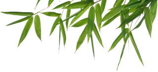 Clipart Bamboo Png Best PNG images
