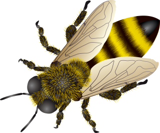 Bee Background Transparent PNG images