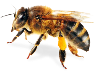 Bee Image PNG Transparent PNG images