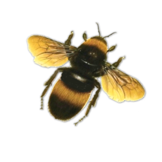 Bee In Png PNG images