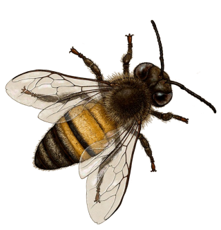 Bee In Png 3 PNG images