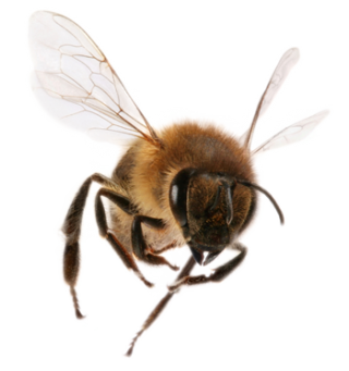 Bee Png Available In Different Size PNG images