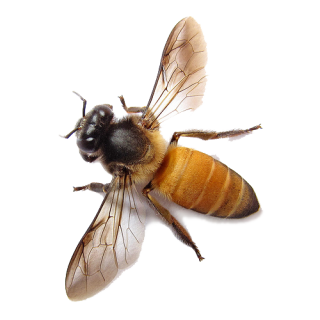 Bee Transparent Image PNG PNG images