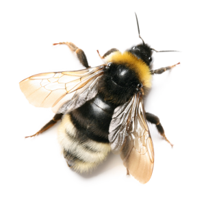 Download Bee Latest Version 2018 24 PNG images