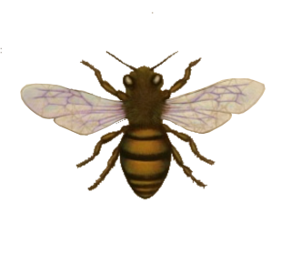 Download Bee Latest Version 2018 27 PNG images