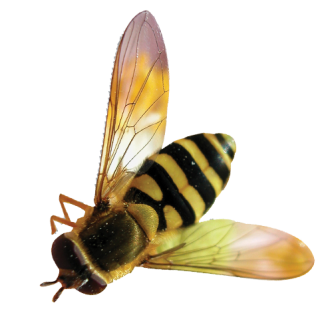 Download Vector Bee Png Free PNG images