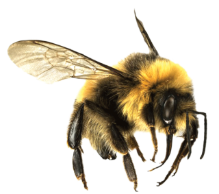 Free Download Of Bee Icon Clipart 12 PNG images