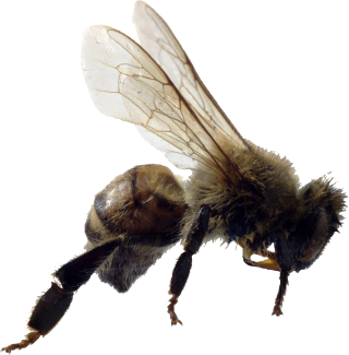 Free Download Of Bee Icon Clipart PNG images
