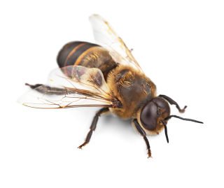 High Resolution Bee Png Clipart PNG images