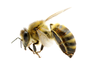 High Resolution Bee Png Icon PNG images