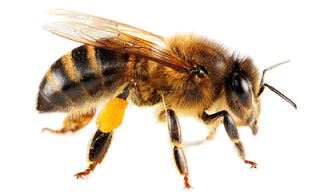 Png Bee Best Clipart PNG images