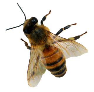 PNG Bee Picture PNG images
