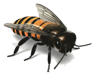 Png Format Images Of Bee PNG images