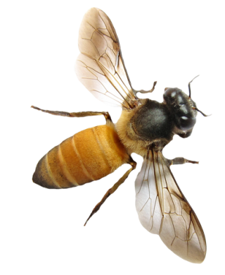 Vector Png Bee PNG images