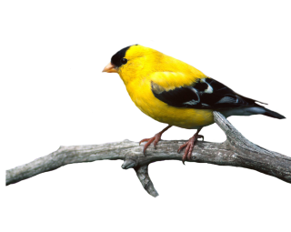 Bird, Tree Branches, Canary Yellow Birds Png PNG images