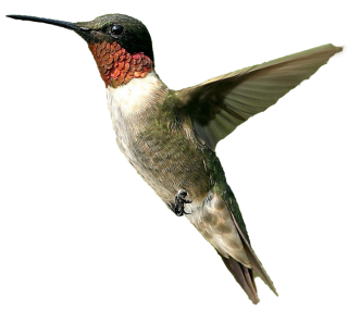 Bird Png Male Humming Bird Png PNG images