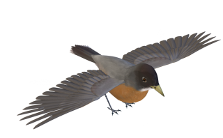 Birds Png Images PNG images