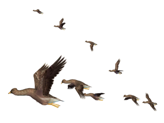 Flying Birds PNG images