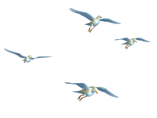 Flying Birds Png PNG images