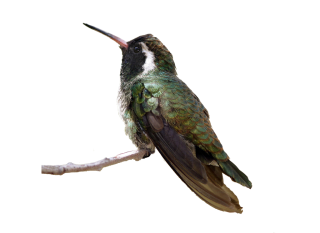 Flying Birds Png PNG images