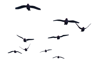 Flying Birds PNG Stock PNG images