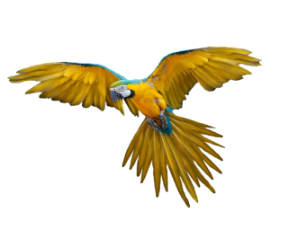 Png Bird PNG images