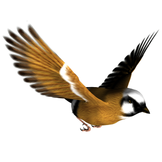 Png Image Bird PNG images