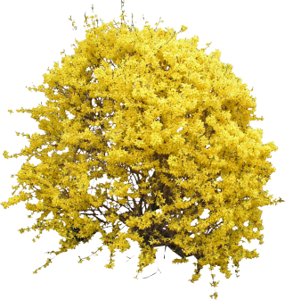Blooming Forsythia Bush PNG PNG images