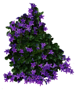 Purple Flowery Bushes PNG PNG images