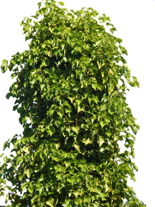 Tree Bushes Png PNG images