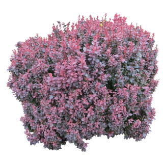 Barberry Bush PNG images