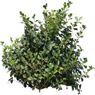 Bushes Download Icon PNG images