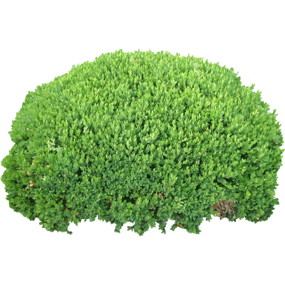 Bushes PNG HD PNG images