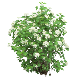 Cutout Of Bush With White Flowers PNG images