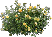 Rose Bush Icon Png PNG images