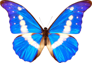 Blue Butterflies Png PNG images