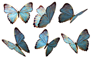 Free Download Of Butterflies Icon Clipart PNG images